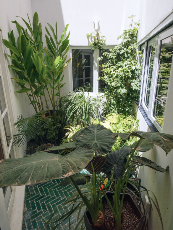 Noe Valley Addition and Renovation Interior Courtyard with Plants
